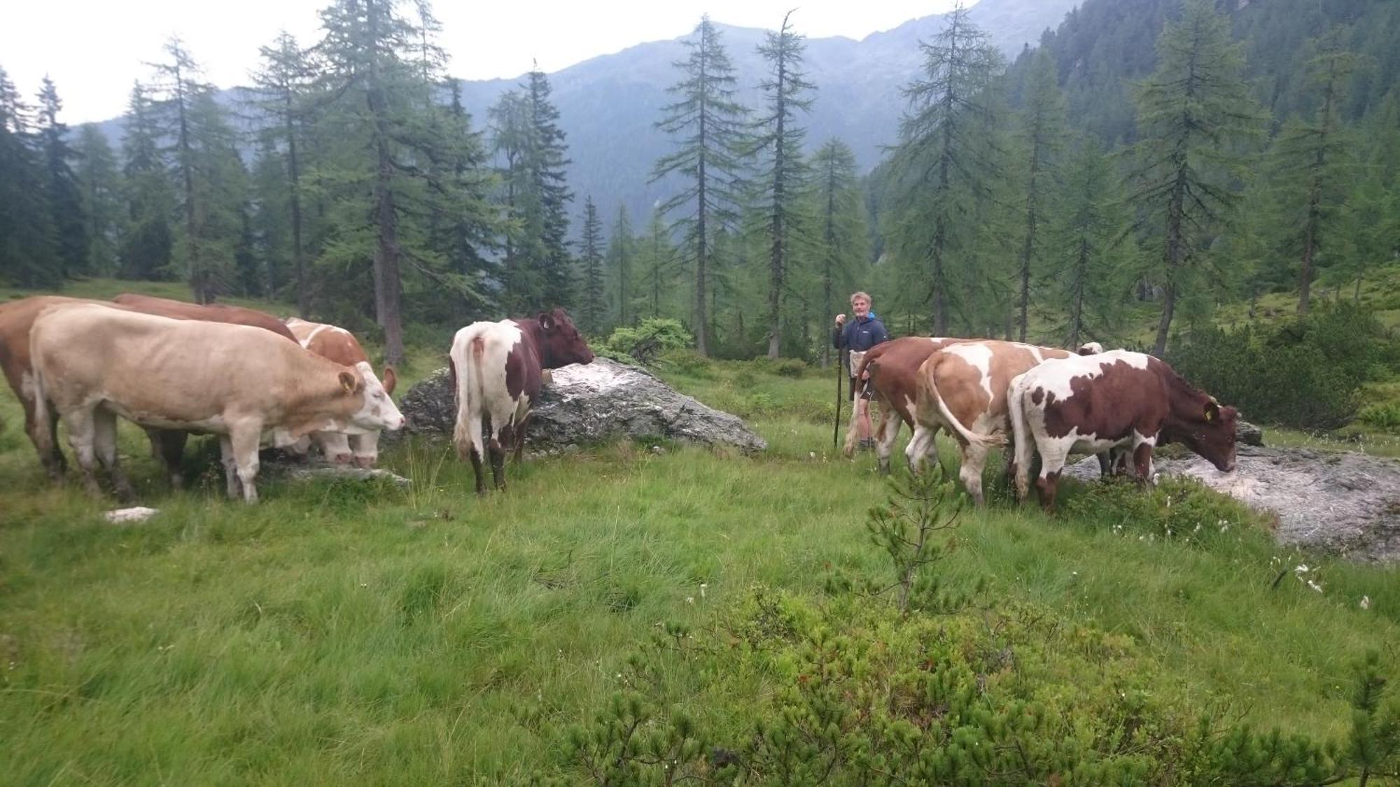 Pension-Greimelbacherhof Ramsau am Dachstein Pokój zdjęcie
