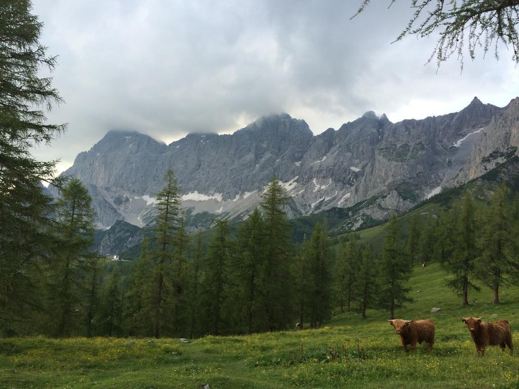 Pension-Greimelbacherhof Ramsau am Dachstein Zewnętrze zdjęcie